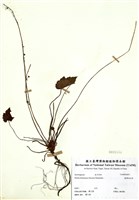 藏品(臺灣嗩吶草)的圖片